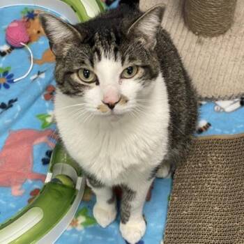 Cam -  Domestic Short Hair Cat for Adoption in Fort Worth, Texas - Cam | PetCurious
