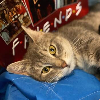 Marta Katman -  Domestic Short Hair Cat for Adoption in Centerville, Tennessee - Marta Katman | PetCurious