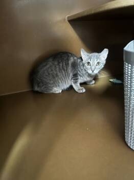 Rescue Domestic Short Hair Cats for Adoption in Seneca, South Carolina - Kubota $0 Barn Cat/fostered | PetCurious