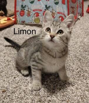 Limon -  Tabby Cat for Adoption in Oakley, California - Limon | PetCurious