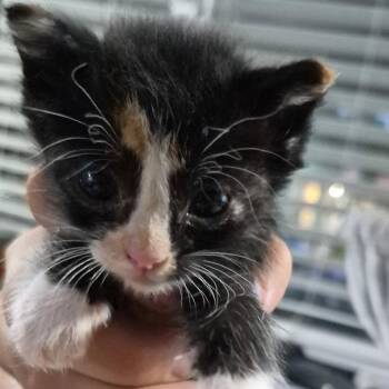 Dots -  Domestic Short Hair Cat for Adoption in Grantsville, Utah - Dots | PetCurious