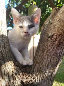 Parton -  Domestic Short Hair Cat for Adoption in Sunrise, Florida - Parton | PetCurious