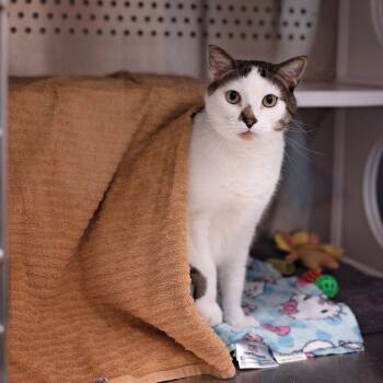 Rescue Domestic Short Hair Cats for Adoption in Warwick, Rhode Island - Woody | PetCurious