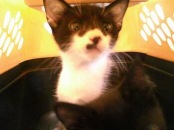 A479069 -  Domestic Short Hair Cat for Adoption in Oklahoma City, Oklahoma - A479069 | PetCurious