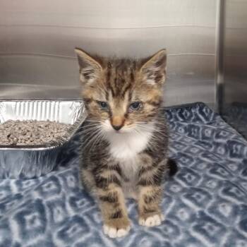 Purrburger -  Domestic Short Hair Cat for Adoption in Parkersburg, West Virginia - Purrburger | PetCurious