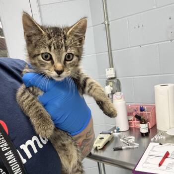 Nathan -  Domestic Short Hair Cat for Adoption in Indianapolis, Indiana - Nathan | PetCurious