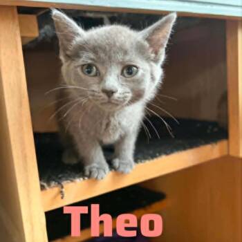 Theodosia Bonded to Jinx -  Domestic Short Hair Cat for Adoption in Wilmington, Delaware - Theodosia Bonded To Jinx | PetCurious