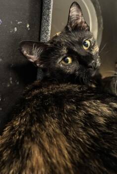 Rocky Road -  Domestic Short Hair Cat for Adoption in New York, New York - Rocky Road | PetCurious