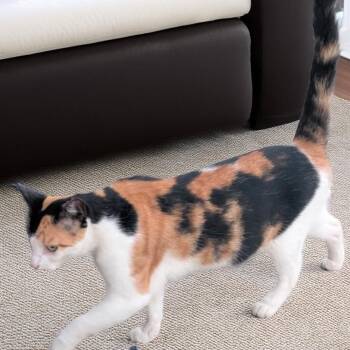 Checkers -  Domestic Short Hair Cat for Adoption in Long Beach, California - Checkers | PetCurious