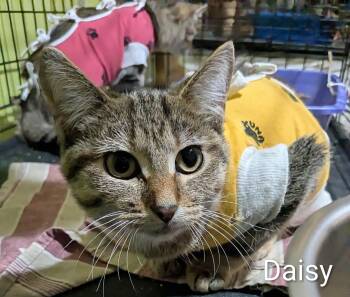 Daisy -  Domestic Short Hair Cat for Adoption in St. Catharines, Ontario - Daisy | PetCurious