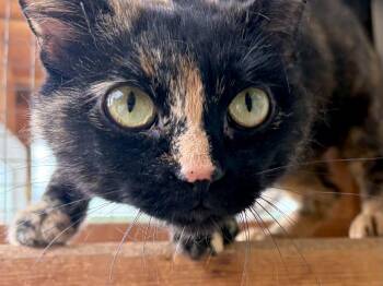 War Paint -  Tortoiseshell and Domestic Short Hair Cat for Adoption in Republic, Washington - War Paint | PetCurious