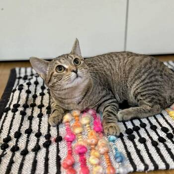 Domestic Short Hair Cats Available for Adoption in Raleigh, North Carolina - Lollipop | PetCurious