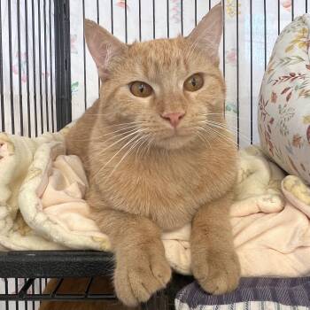 Domestic Short Hair Cats Available for Adoption - Avocado | PetCurious