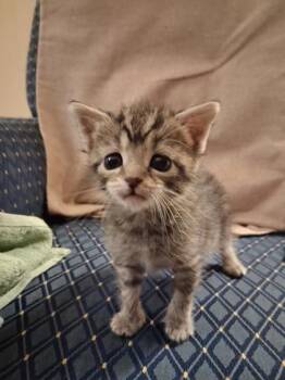 Domestic Short Hair Cats Available for Adoption in Lawrenceville, Georgia - Amethyst | PetCurious