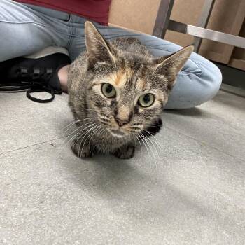 Rescue Domestic Short Hair Cats for Adoption in Media, Pennsylvania - Harvest | PetCurious