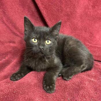 Rescue Domestic Short Hair Cats for Adoption in Waterloo, Iowa - Apple Pie | PetCurious