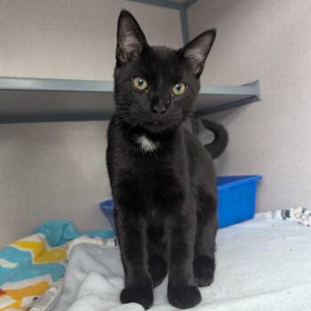 Little Prince -  Domestic Short Hair Cat for Adoption in Evansville, Indiana - Little Prince | PetCurious