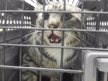 MARV -  Domestic Short Hair Cat for Adoption in Omaha, Nebraska - MARV | PetCurious