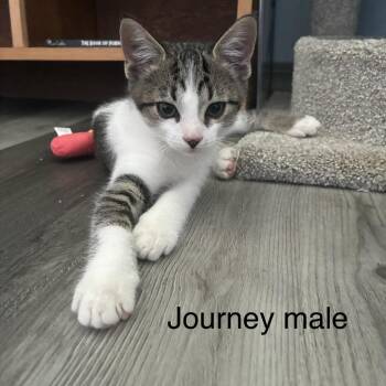 Journey -  Domestic Short Hair Cat for Adoption in Lakewood, Colorado - Journey | PetCurious