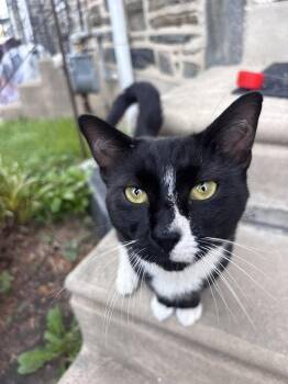 Binx -  Domestic Short Hair Cat for Adoption in Philadelphia, Pennsylvania - Binx | PetCurious