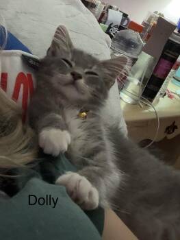 Dolly (th) -  Domestic Short Hair Cat for Adoption in White Bluff, Tennessee - Dolly (th) | PetCurious