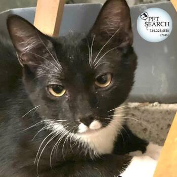 Rescue Domestic Short Hair Cats for Adoption in Washington, Pennsylvania - Domino | PetCurious