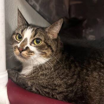 Jessie -  Domestic Short Hair Cat for Adoption in Belleville, Illinois - Jessie | PetCurious
