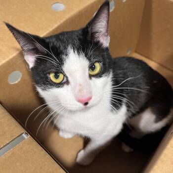 Domestic Short Hair Cats Available for Adoption - Mi-Ko | PetCurious