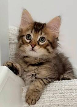 Maximus -  Domestic Medium Hair Cat for Adoption in Kansas City, Missouri - Maximus | PetCurious
