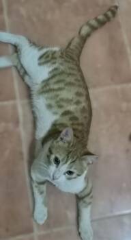 Kajou -  Egyptian Mau and Exotic Shorthair Cat for Adoption in Wolcott, Connecticut - Kajou | PetCurious