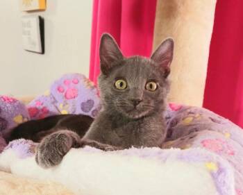 Miles Nathaniel -  Russian Blue Cat for Adoption in Miami, Arizona - Miles Nathaniel | PetCurious