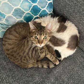 Domestic Short Hair Cats Available for Adoption in Edmonton, Alberta - Karen | PetCurious