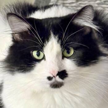 CC  5848C -  Domestic Medium Hair Cat for Adoption in Frankfort, Kentucky - CC  5848C | PetCurious