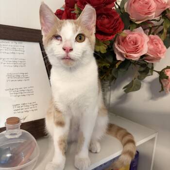 Kolby Jack -  Domestic Short Hair Cat for Adoption in Powdersville, South Carolina - Kolby Jack | PetCurious