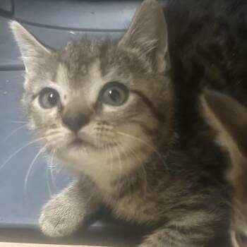 Sorento -  Domestic Short Hair Cat for Adoption in Philadelphia, Pennsylvania - Sorento | PetCurious