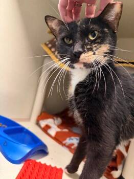 Domestic Short Hair Cats Available for Adoption in Fort Collins, Colorado - Tortoise | PetCurious