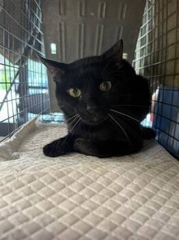 Rescue Domestic Short Hair Cats for Adoption in Fort Lauderdale, Florida - LIONEL | PetCurious
