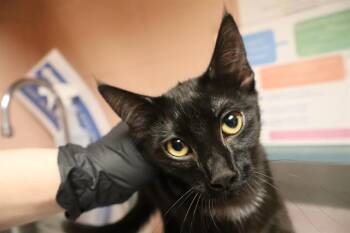 Domestic Short Hair Cats Available for Adoption - CALLIE | PetCurious