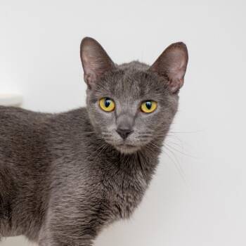 Domestic Short Hair Cats Available for Adoption in New York, New York - Titania | PetCurious