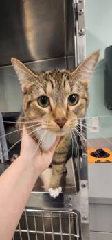 Betty -  Domestic Short Hair Cat for Adoption in Athens, Tennessee - Betty | PetCurious
