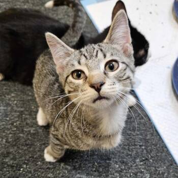 Rescue Domestic Short Hair Cats for Adoption in Plainfield, Illinois - Hoyt | PetCurious