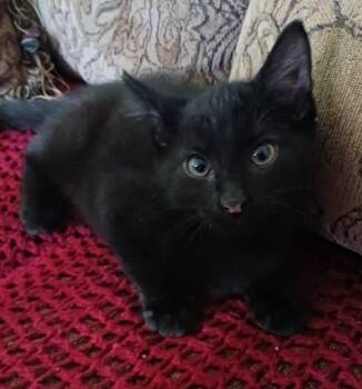 Rescue Domestic Short Hair Cats for Adoption in Grand Junction, Colorado - Tic Tac | PetCurious