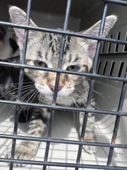 Domestic Short Hair and Siamese Cats Available for Adoption in Cromwell, Kentucky - Knox | PetCurious