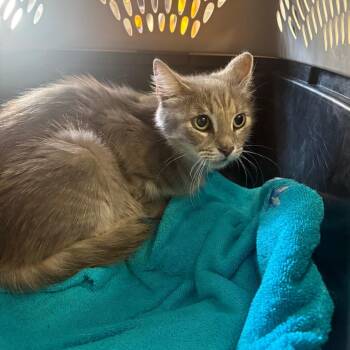 Allegra -  Domestic Medium Hair Cat for Adoption in Lake Jackson, Texas - Allegra | PetCurious