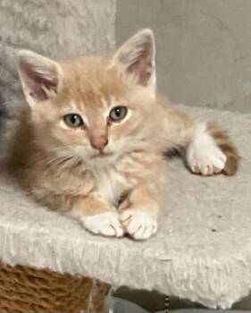 Timmy -  Domestic Short Hair Cat for Adoption - Timmy | PetCurious
