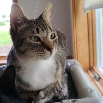 Calico and Domestic Short Hair Cats Available for Adoption in Montour Falls, New York - Skittles | PetCurious