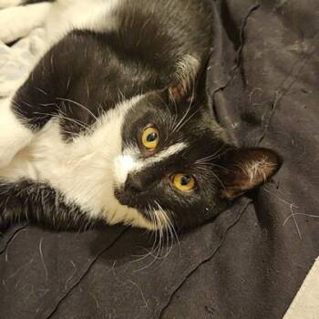 Rescue Domestic Short Hair Cats for Adoption in Wheaton, Illinois - Baxter (Bashful Buddy) | PetCurious