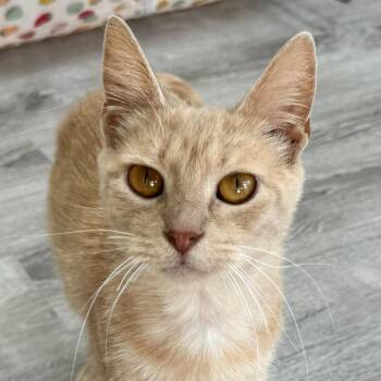 Peach Salsa -  Domestic Short Hair Cat for Adoption in State College, Pennsylvania - Peach Salsa | PetCurious