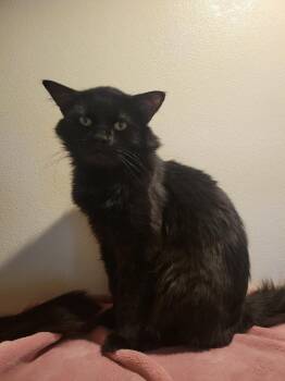 Rescue Domestic Medium Hair Cats for Adoption in Lodi, California - Rocky | PetCurious