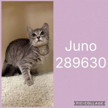 JUNO -  Domestic Short Hair Cat for Adoption in Macon, Georgia - JUNO | PetCurious